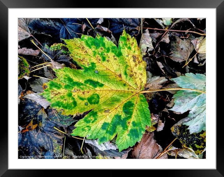 Lonely leaf in Derbyshire Woodland Framed Mounted Print by Samantha Smith