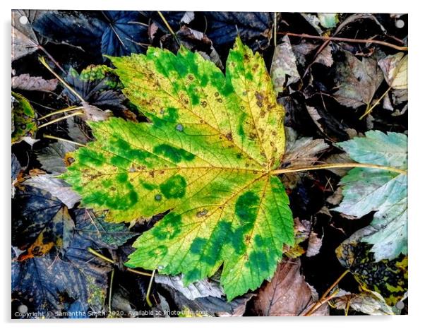 Lonely leaf in Derbyshire Woodland Acrylic by Samantha Smith