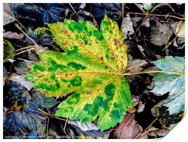 Lonely leaf in Derbyshire Woodland Print by Samantha Smith