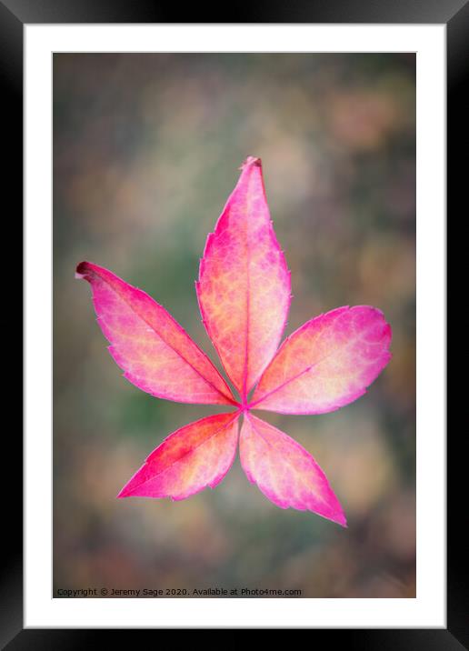 Vibrant Virginia Creeper Framed Mounted Print by Jeremy Sage