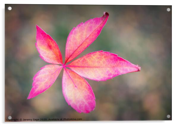 Autumnal Glory Acrylic by Jeremy Sage