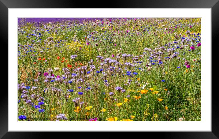 Wild flower meadow Framed Mounted Print by David Belcher