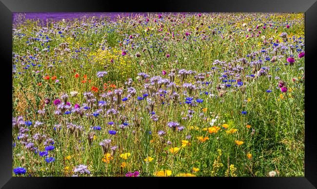 Wild flower meadow Framed Print by David Belcher
