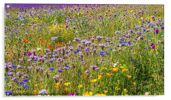 Wild flower meadow Acrylic by David Belcher