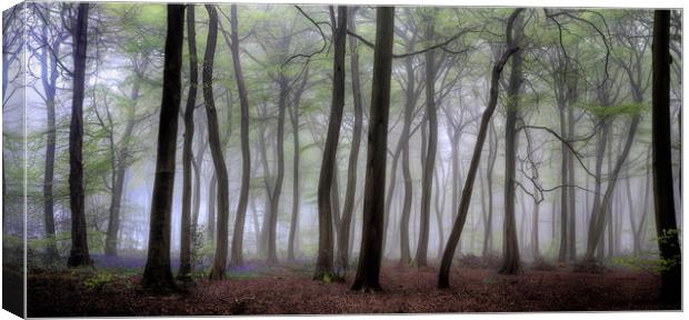 Misty Spring Woodlands Canvas Print by Ceri Jones