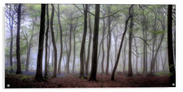 Misty Spring Woodlands Acrylic by Ceri Jones