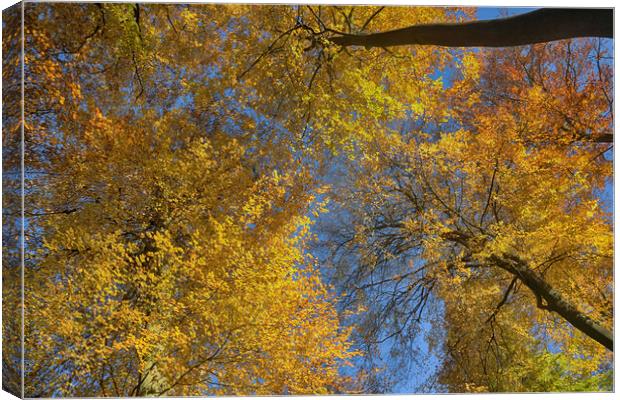 Autumn Canopy Canvas Print by Ceri Jones