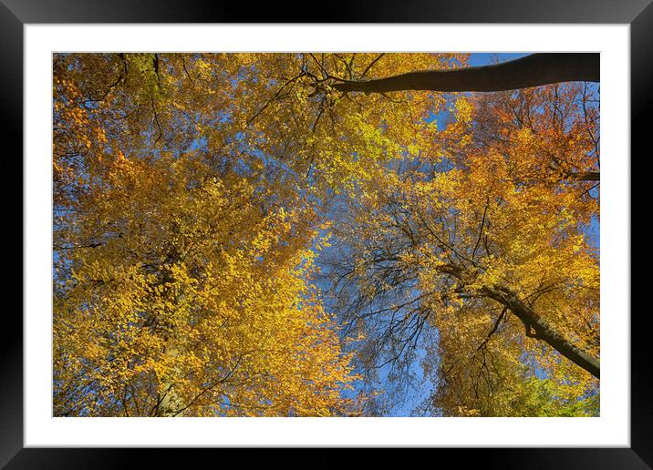 Autumn Canopy Framed Mounted Print by Ceri Jones