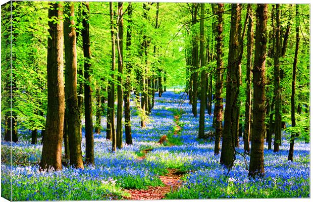 Bluebell Pathway Canvas Print by Ian Jeffrey