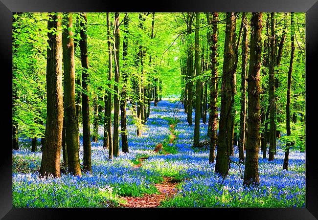 Bluebell Pathway Framed Print by Ian Jeffrey
