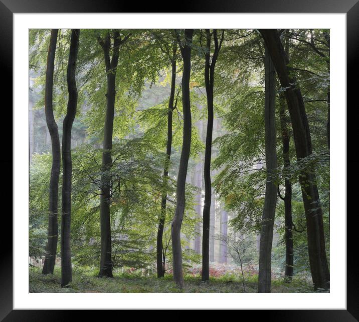 Summer Woodland Framed Mounted Print by Ceri Jones