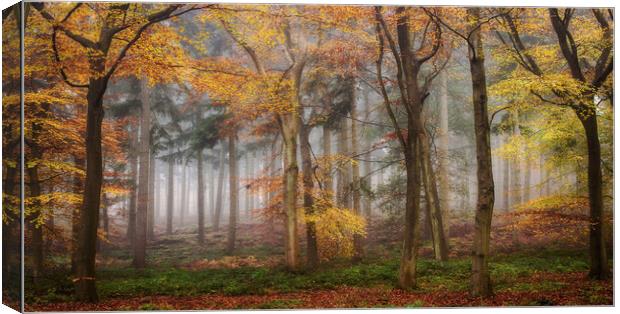 Autumn Morning Woods Canvas Print by Ceri Jones