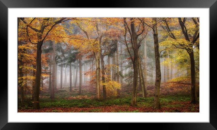 Autumn Morning Woods Framed Mounted Print by Ceri Jones