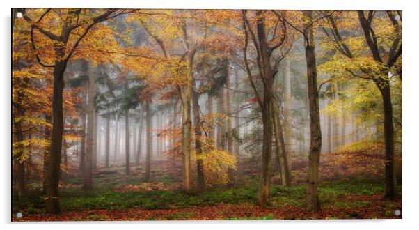Autumn Morning Woods Acrylic by Ceri Jones