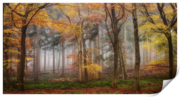 Autumn Morning Woods Print by Ceri Jones
