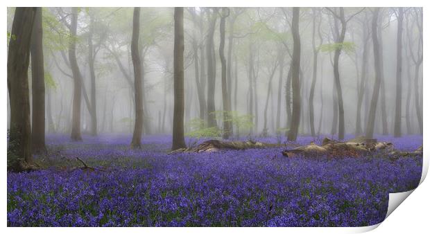 Misty Bluebell Woodlands Print by Ceri Jones
