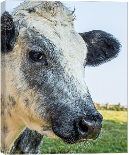 Head of a cow Canvas Print by David Belcher