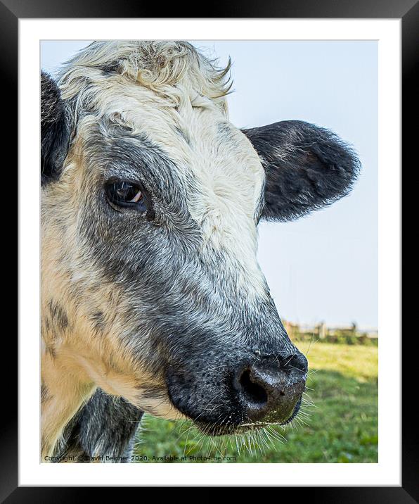 Head of a cow Framed Mounted Print by David Belcher