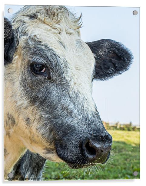 Head of a cow Acrylic by David Belcher