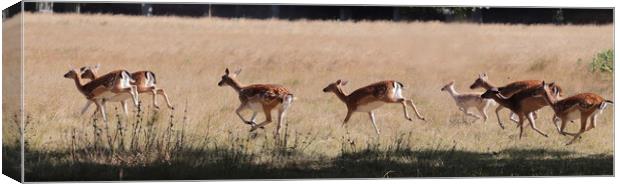 Red Deer on the Hoof Canvas Print by Ceri Jones