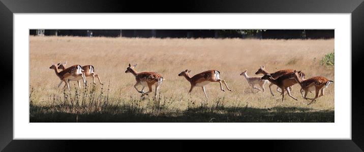 Red Deer on the Hoof Framed Mounted Print by Ceri Jones