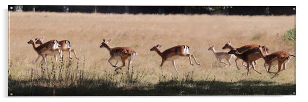Red Deer on the Hoof Acrylic by Ceri Jones