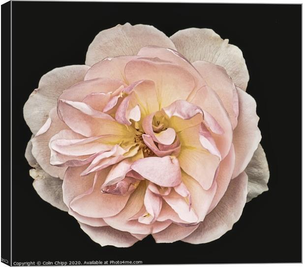 Single rose #2 Canvas Print by Colin Chipp