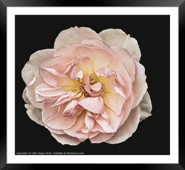 Single rose #2 Framed Mounted Print by Colin Chipp