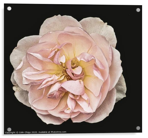 Single rose #2 Acrylic by Colin Chipp