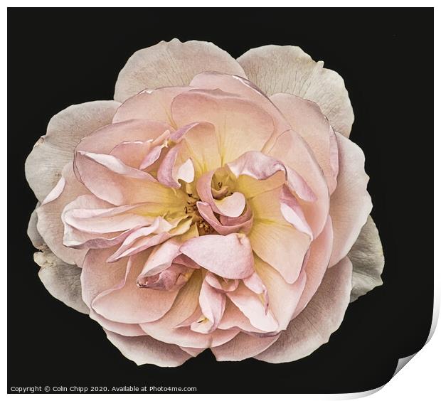 Single rose #2 Print by Colin Chipp