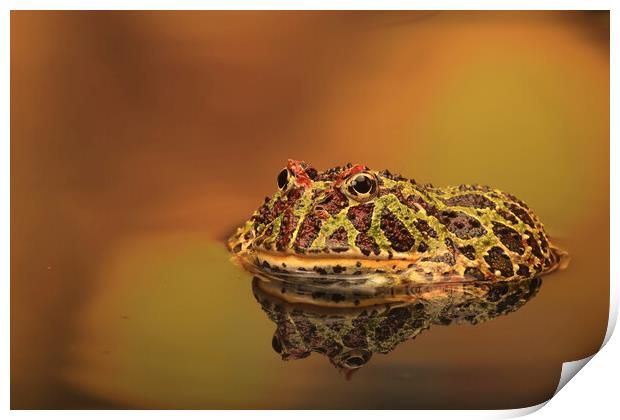 Argentinian Ornate Horney Frog Print by Ceri Jones