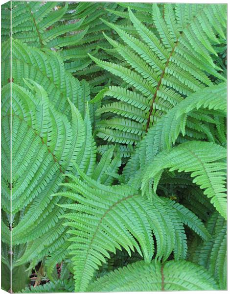 Ferns Canvas Print by Nicola Clark