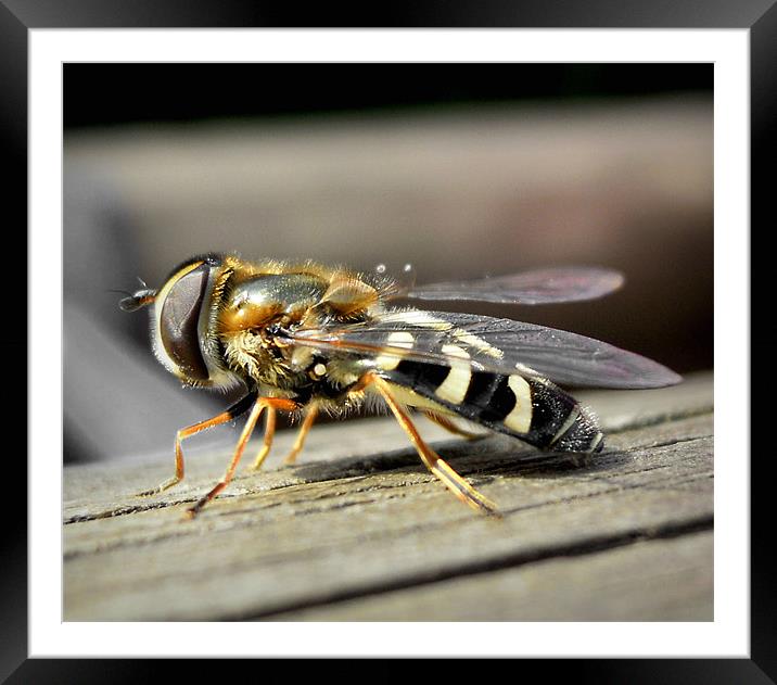 wasp Framed Mounted Print by Heather Newton