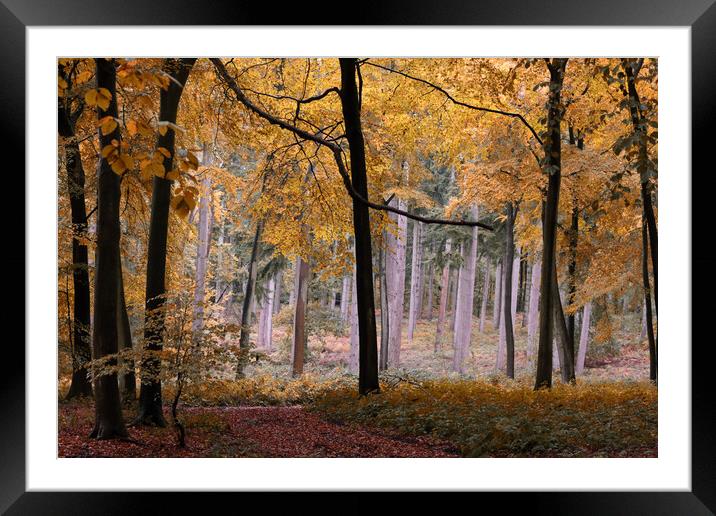 Autumn Forest Framed Mounted Print by Ceri Jones
