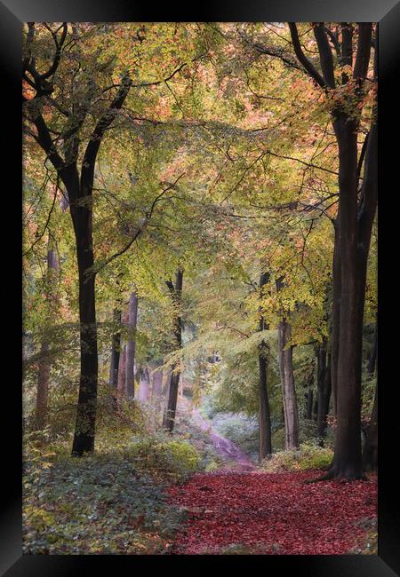 Autumn Bridleway Framed Print by Ceri Jones