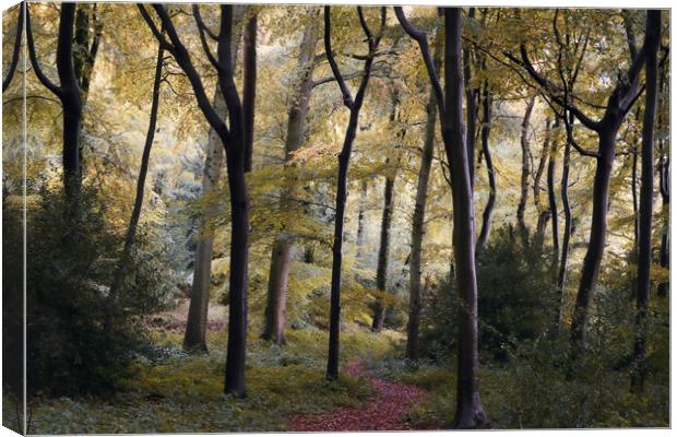 Early Autumn Woods Canvas Print by Ceri Jones