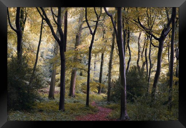 Early Autumn Woods Framed Print by Ceri Jones