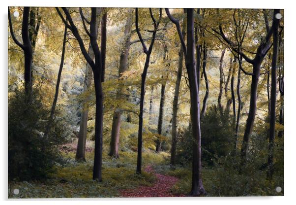 Early Autumn Woods Acrylic by Ceri Jones