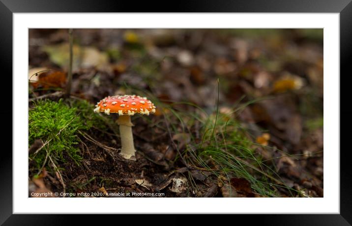 Amanita muscaria mushroom with red and white dots Framed Mounted Print by Chris Willemsen