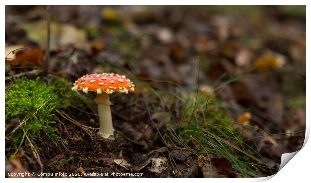 Amanita muscaria mushroom with red and white dots Print by Chris Willemsen