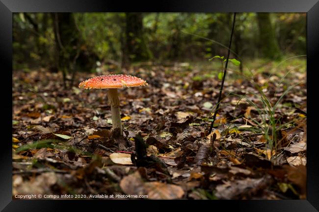 Amanita muscaria mushroom in the forest Framed Print by Chris Willemsen