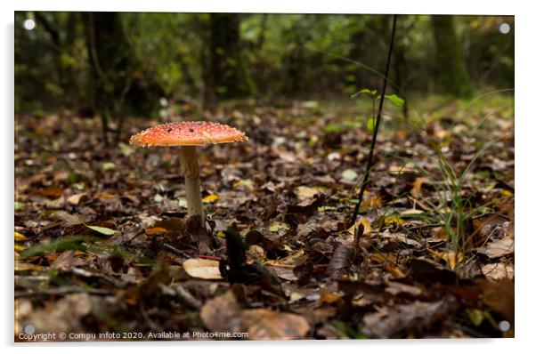 Amanita muscaria mushroom in the forest Acrylic by Chris Willemsen