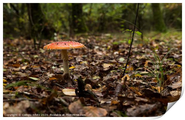 Amanita muscaria mushroom in the forest Print by Chris Willemsen