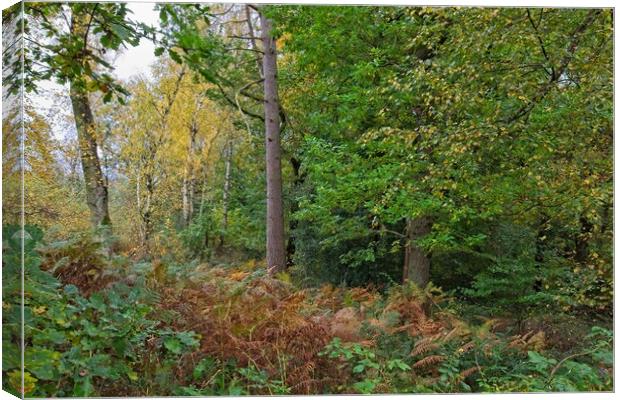 Autumn in Thornley Woods Canvas Print by Rob Cole
