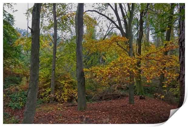 Autumn in Thornley Woods Print by Rob Cole