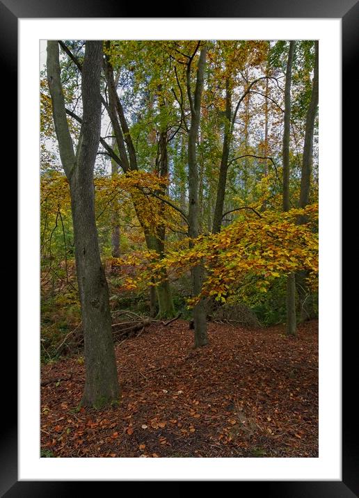 Autumn in Thornley Woods Framed Mounted Print by Rob Cole