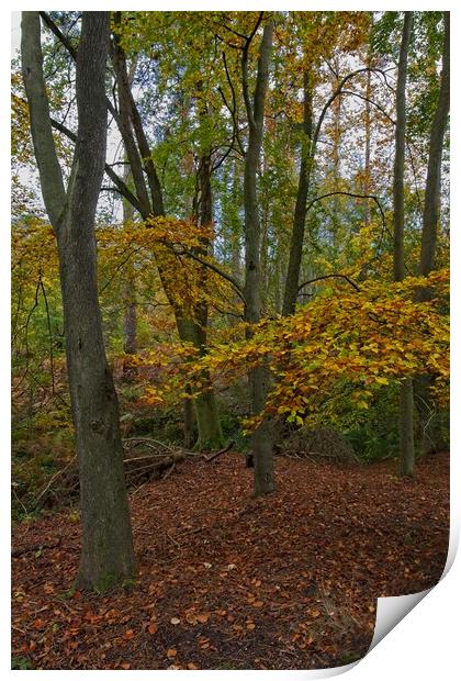 Autumn in Thornley Woods Print by Rob Cole