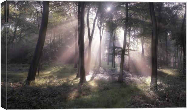 Misty Morning Woodlands Canvas Print by Ceri Jones