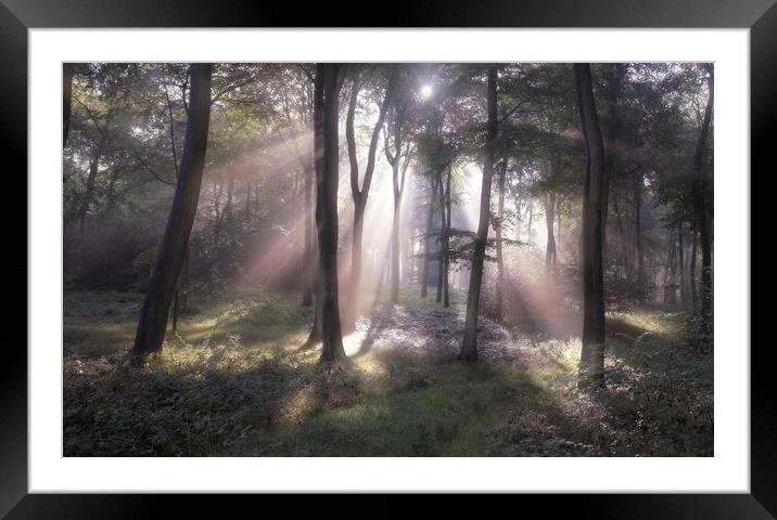 Misty Morning Woodlands Framed Mounted Print by Ceri Jones