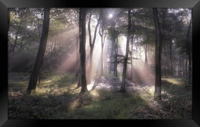 Misty Morning Woodlands Framed Print by Ceri Jones
